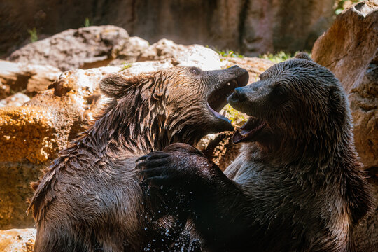 orsi bruni che giocano (o lottano) in acqua al bioparco di roma