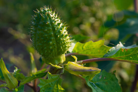 Datura stramonium capsule and bud close-up on a blurred natural background of greenery with highlights