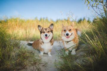Two happy welsh corgi pembroke dogs on a sunny weather at a coast