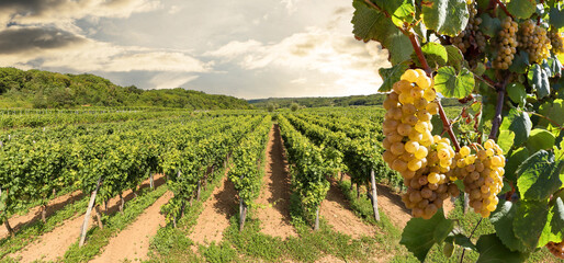 White wine grapes at a vineyard near a winery before harvest, Wine production in the tuscany area,...