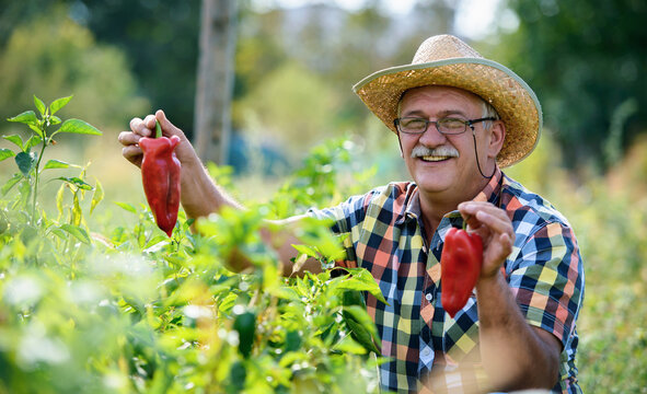 Gardening. Senior Man Working In The Garden, Picking Paprika. Hobbies And Leisure