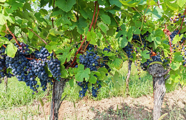 Red wine grapes at a vineyard near a winery before harvest, Wine production in the tuscany area,...