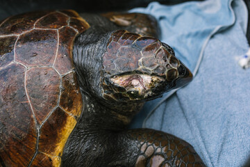 sea turtle with serious head injuries caused from fishermen from
