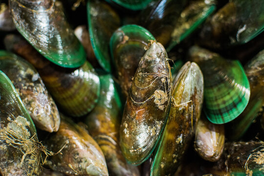 New Zealand green mussels served with lemon