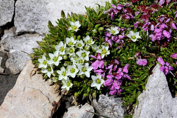 cuscinetto di fiori candidi (Arenaria ciliata)