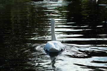 White swan swimming in the lake of Saint James´ Park in London, United Kingdom