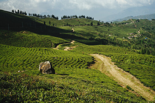Tea plantations
