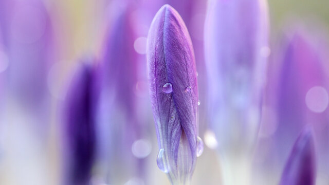 Closed crocus flowers after the rain
