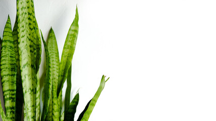 Sansevieria houseplant green leaves on white background. Copy space, 16x9 banner.
