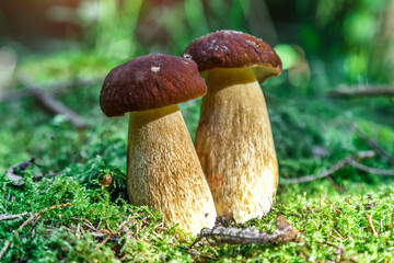 Cute penny bun mushroom is growing in the grass. The beautiful small brown cap of a cep is in the focus. It is vegetarian diet food. The mushroom grows in Ukrainian Carpathian Mountains in the forest.