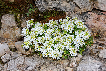denso cuscinetto di fiori bianchi (Hornungia alpina) sulla roccia calcarea