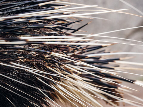 Large porcupine (Hystrix brachyur)