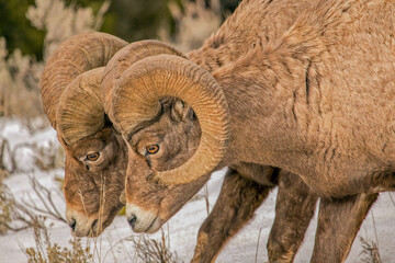 sheep in snow