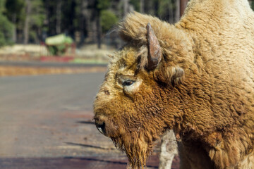 Fototapeta premium American bison