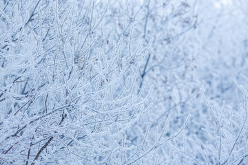 Snow and rime ice on the branches of bushes. Beautiful winter background with trees covered with hoarfrost. Plants in the park are covered with hoar frost. Cold snowy weather. Cool frosting texture.