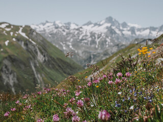 Obraz premium Swiss mountain flowers