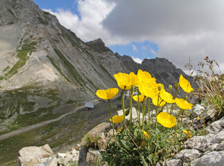 il giallo papavero delle alpi (Papaver alpinum)