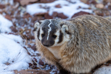 American badger looks curious in winter snow
