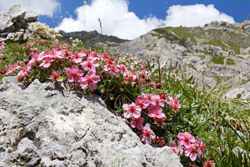 cuscinetto rosa di potentilla (Potentilla nitida)