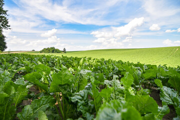 Field of sweet sugar beet growing with blue sky background.