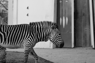 zebra in zoo