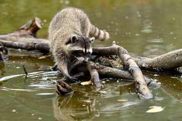 Close-up image of a cute young raccoon (Procyon lotor) - obrazy, fototapety, plakaty