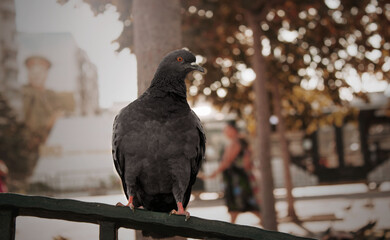 Pigeon