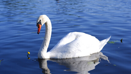 Obraz premium A beautiful white mute swan with folded wings floats in blue water.