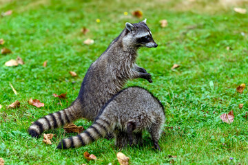 Fototapeta premium Close-up image of a cute young raccoon (Procyon lotor)