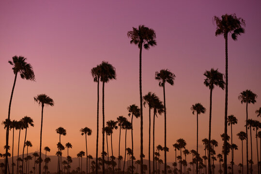 Quite a Few Palm Trees