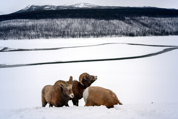 Bighorn sheep (Ovis canadensis), in deep snow in Jasper National Park, Alberta, Canada