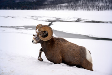 Naklejka premium Bighorn sheep (Ovis canadensis), in deep snow in Jasper National Park, Alberta, Canada