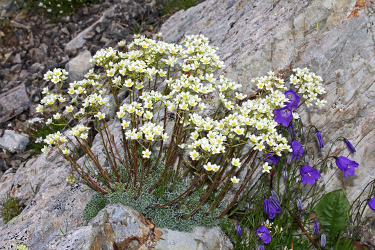 vistoso cespo di sassifraghe e campanule sulla nuda roccia (Saxifraga paniculata e Campanula scheuchzeri)