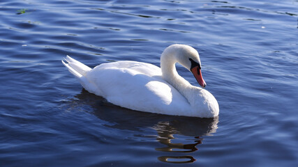 A beautiful white mute swan with folded wings floats in blue water.