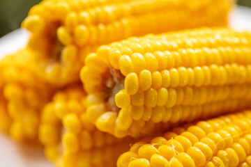 Golden cobs of cooked sweet corn. Close-up