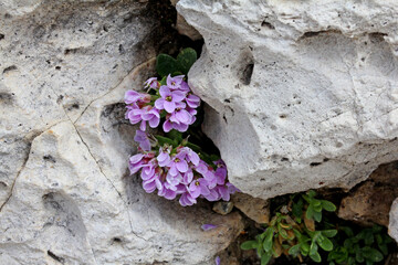 fiori violetti (Thlaspi rotundifolium) nella bianca roccia calcarea