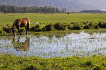 Horses in the field with pasture and mountains in the background on a blue sky day.