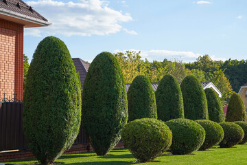 Trimmed oval-shaped thuja in the home garden in a row