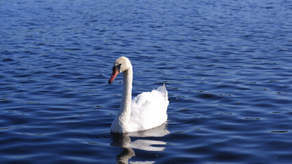 Plakat A beautiful white mute swan with folded wings floats in blue water.