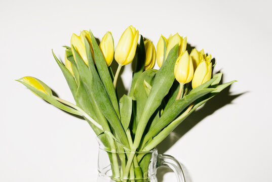 fresh yellow tulips on the white background, direct flash