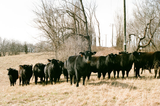 Row of Cows