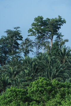 Palm plantation in the forest