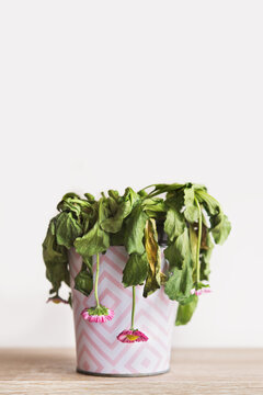 Wilting plant
