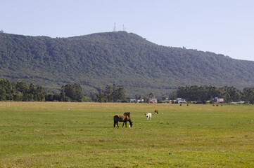 Horses in the field with pasture and mountains in the background on a blue sky day.