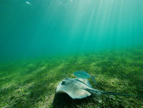 The fish swimming on the ground