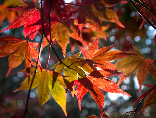 Autumn leaves at Batsford Arboretum, Gloucestershire