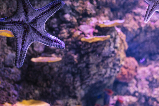 purple starfish sticking on a window of an aquarium with a colorful reef in the back