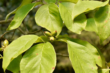 Fototapeta premium Dogwood fruit in late summer