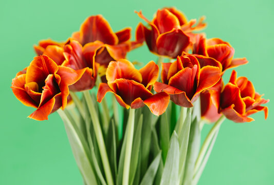 fresh tulips on the green background