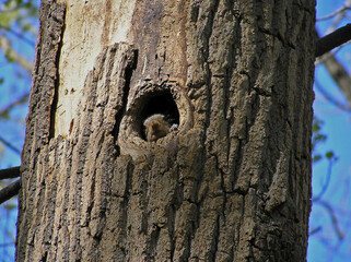 Eastern Grey Squirrel with an acorn in his home in the tree